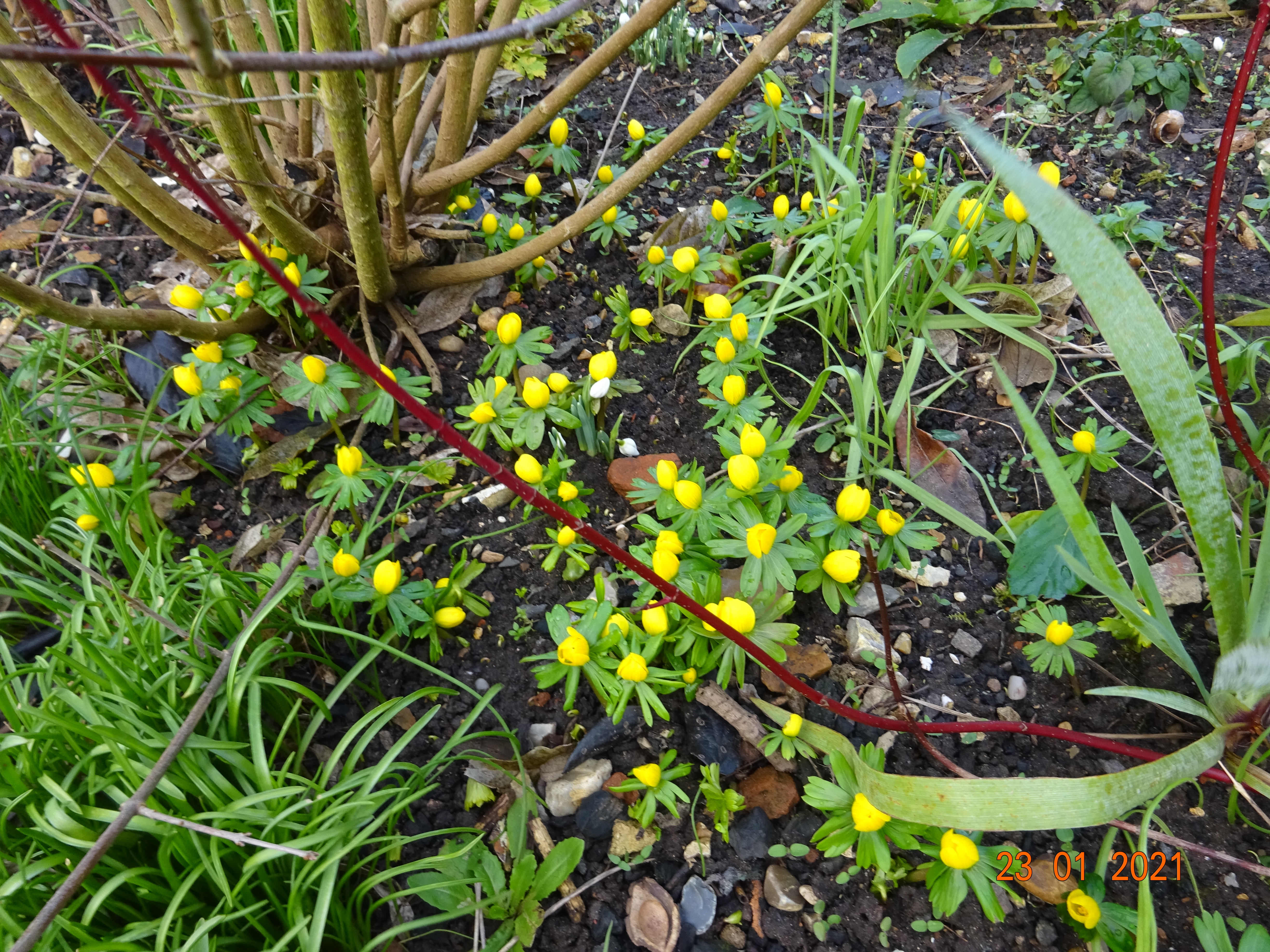 Picture from garden