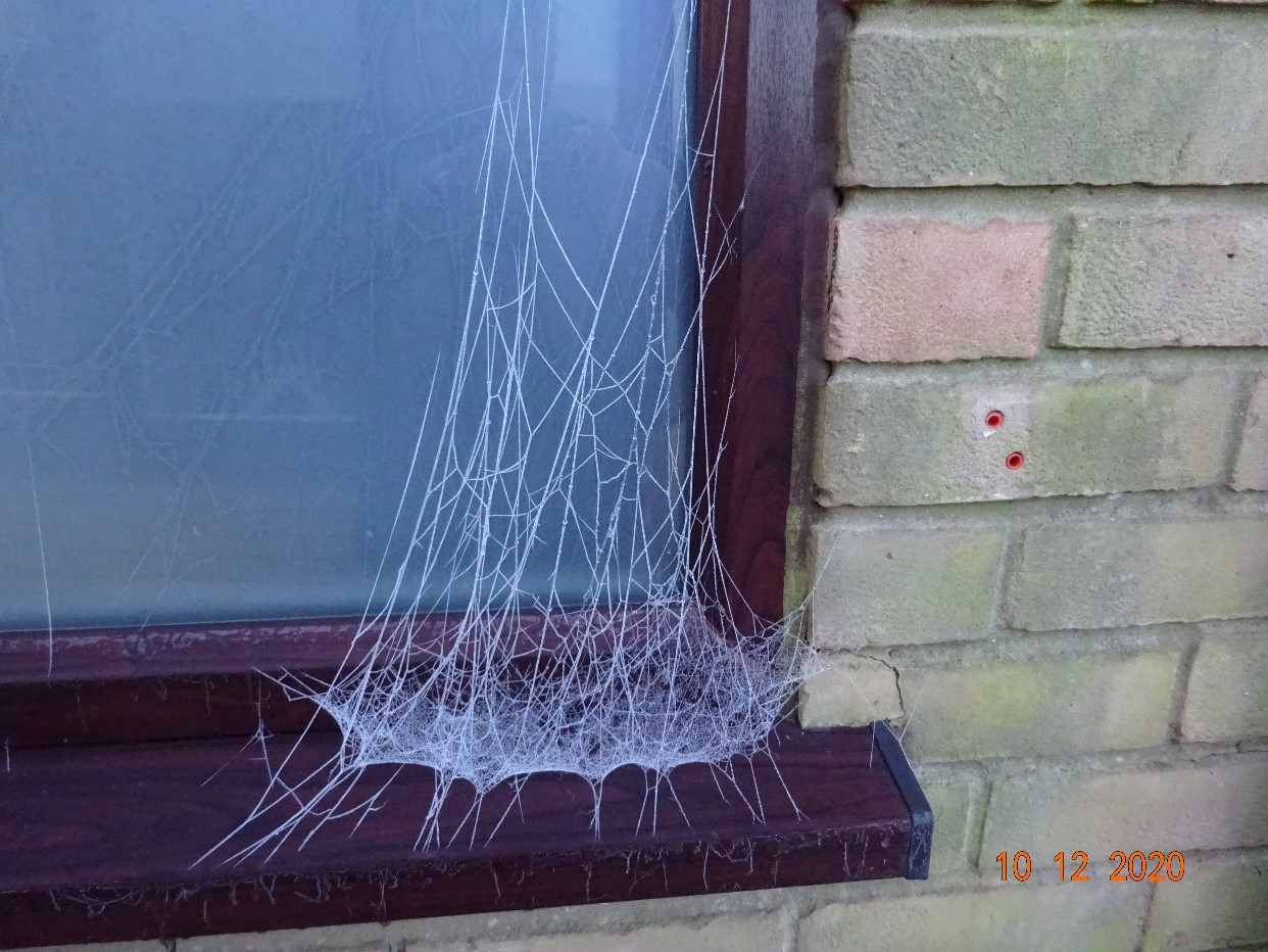 Picture for Spiders Web
