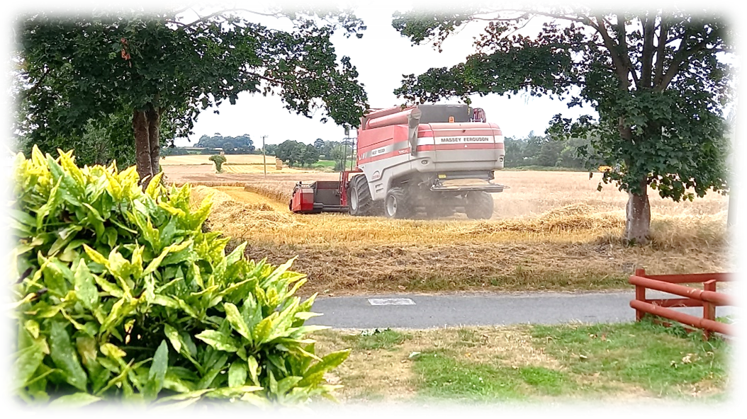 Harvest time